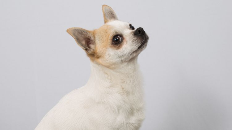 Nejstarším žijícím psem na světě je čivava z Floridy